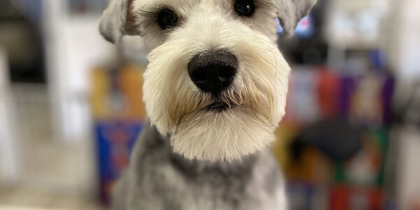 que pasa si le cortas los bigotes a los perros